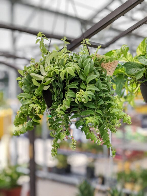 Learn all about caring for the classic lipstick plant!