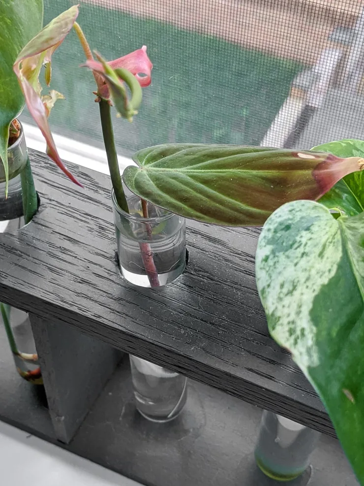 propagating velvet leaf philodendron in water
