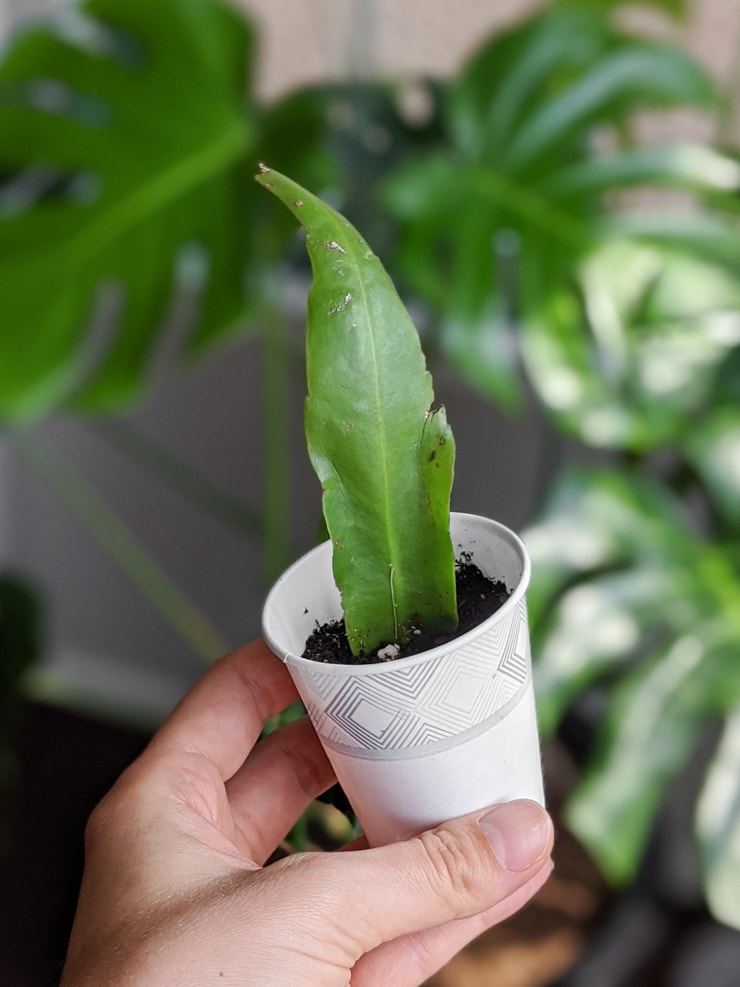 Epiphyllum Oxypetalum Orchid Cactus Cutting 6-10 Inches Unrooted White Flower