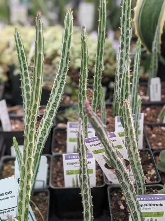 How to care for the striking pickle plant succulent!