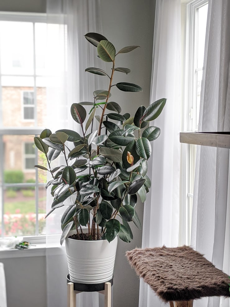 pruned rubber plant