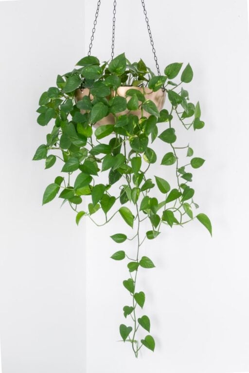 21 of the best stunning indoor hanging houseplants to bring home!