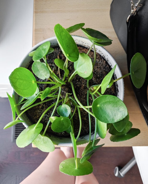 16 NonToxic Plants for Cats to Add to Your Houseplant Collection Now