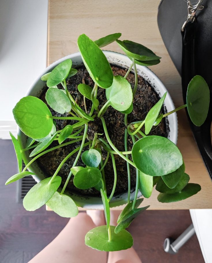 16 NonToxic Plants for Cats to Add to Your Houseplant Collection Now