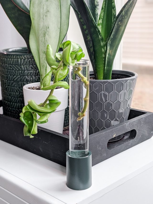 Test Tube Propagation Stand: A Simple, Chic, and Tool-Free DIY