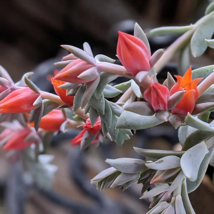 flowering echeveria
