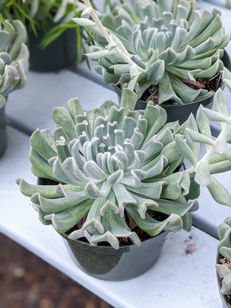 Echeveria Care How to Care for Echeveria Succulents Indoors!