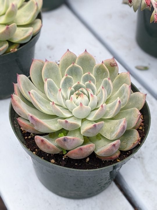 Echeveria Care How to Care for Echeveria Succulents Indoors!