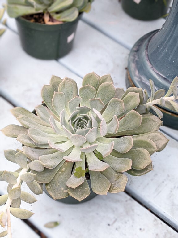 Echeveria Care How to Care for Echeveria Succulents Indoors!