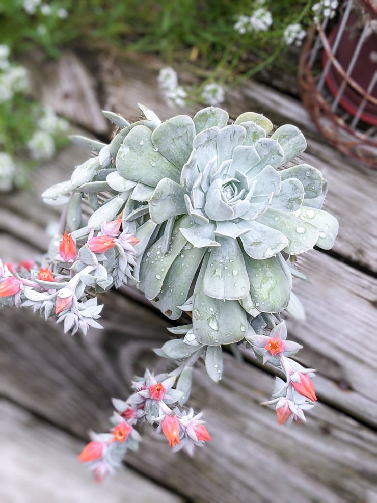 Echeveria Care How To Care For Echeveria Succulents Indoors 