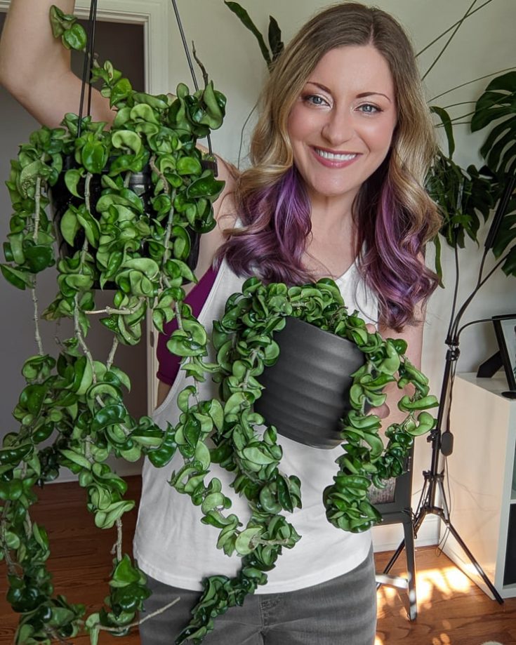 How to care for the unique trailing hoya rope plant!