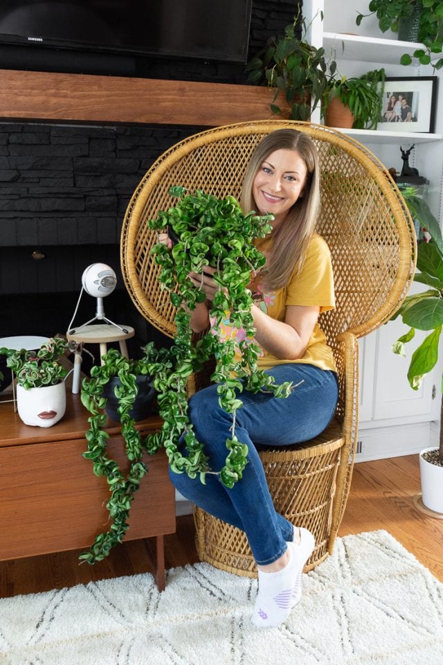 How to care for the unique trailing hoya rope plant!