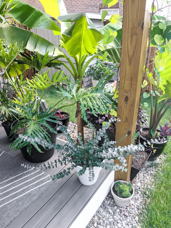 Eucalyptus Plant Care How to Care for Potted Eucalyptus