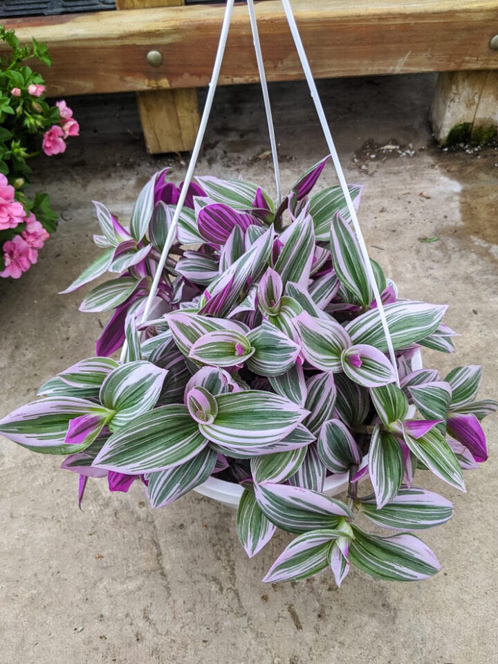 Tradescantia Nanouk Care and Propagation: Everything You Need to Know