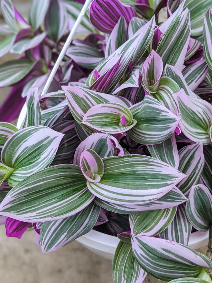 Tradescantia Nanouk Care and Propagation: Everything You Need to Know