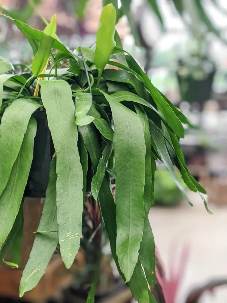 large Epiphyllum Oxypetalum
