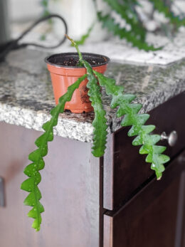 How to help the crazy ric rac cactus thrive indoors!