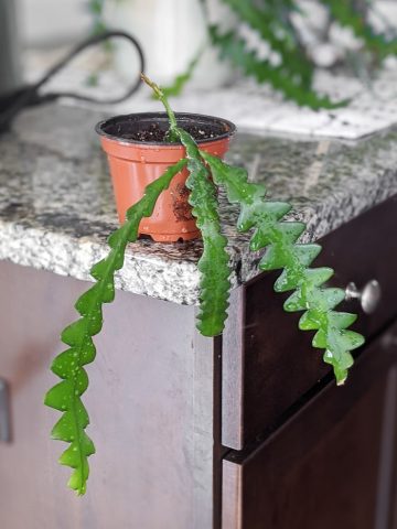 How to help the crazy ric rac cactus thrive indoors!