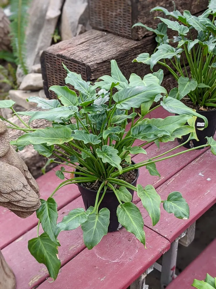 Philodendron xanadu care