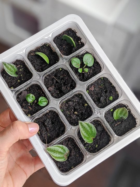 How to Propagate Peperomia 3 Proven Methods I've Tested