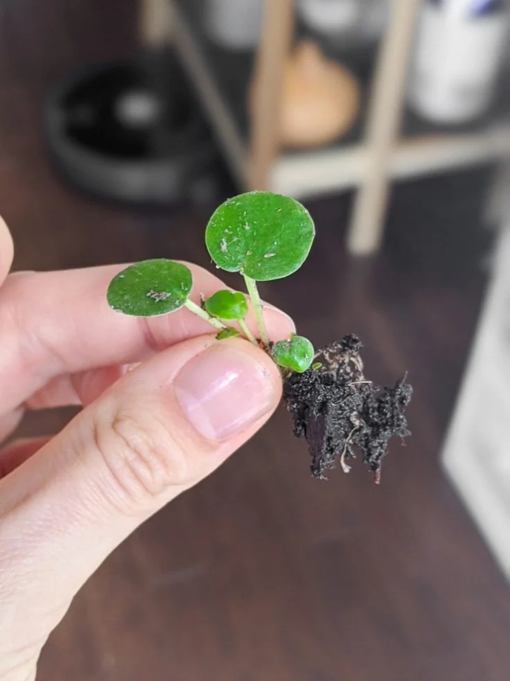 How to Propagate Peperomia 3 Proven Methods I've Tested