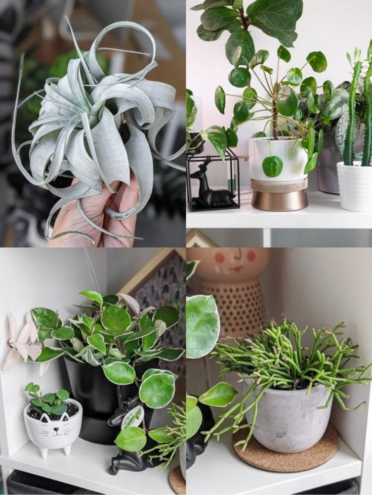 16 NonToxic Plants for Cats to Add to Your Houseplant Collection Now