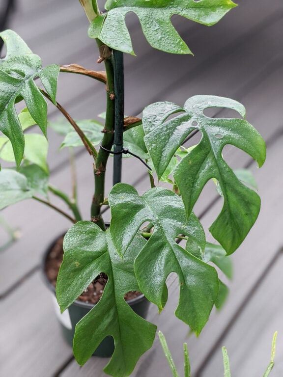 Learn how to debug plants to bring indoors for the winter!