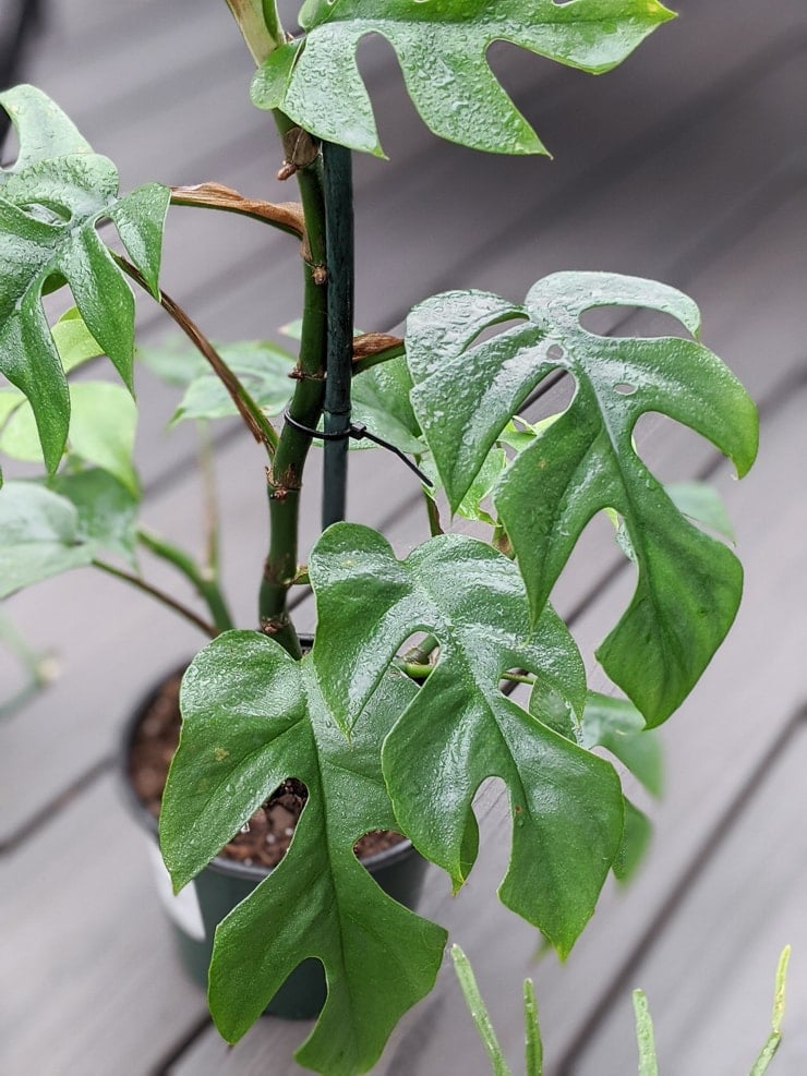 desabilitação de um rhaphidophora tetrasperma com inseticida