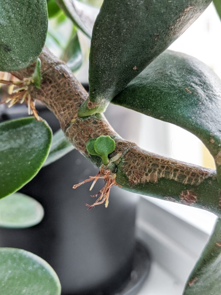 How to Care for a Jade Plant Inside, Outdoors, and Over