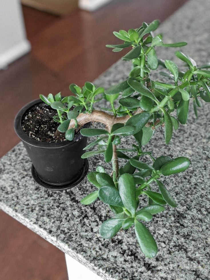 Learn how to care for jade plants, a classic sunloving succulent