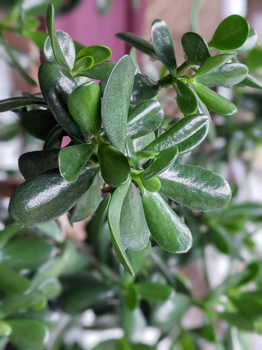 Learn how to care for jade plants, a classic sunloving succulent