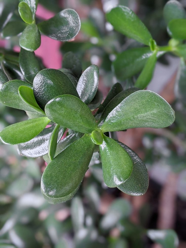 Learn how to care for jade plants, a classic sunloving succulent
