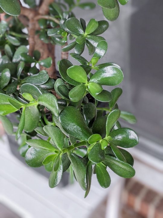How to Care for a Jade Plant Inside, Outdoors, and Over