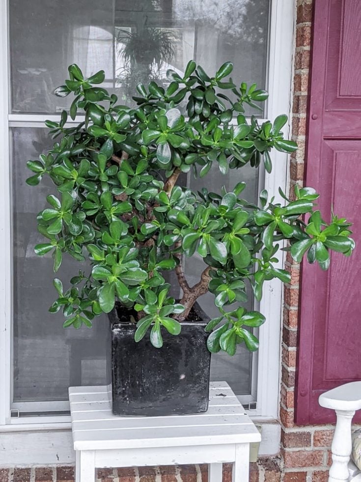 Learn how to care for jade plants, a classic sunloving succulent