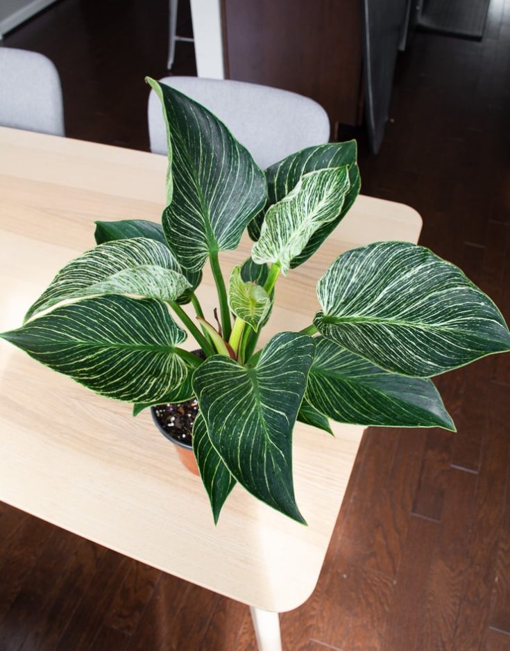 How to Care for Your Beautiful Philodendron Birkin