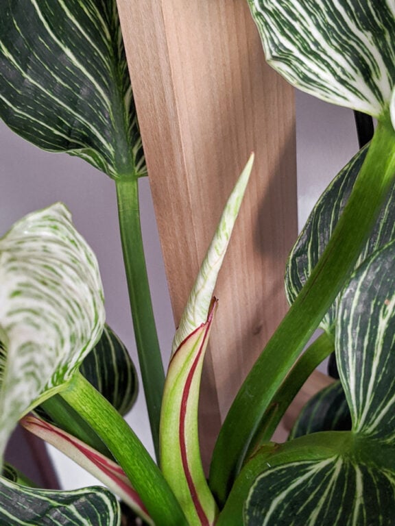 How to care for your beautiful Philodendron Birkin!