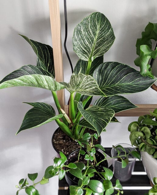 How to care for your beautiful Philodendron Birkin!