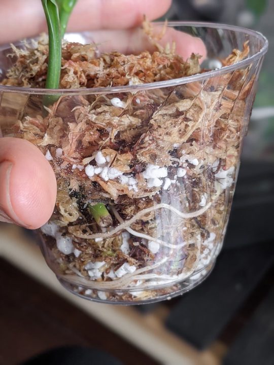 Everything you need to know to about sphagnum moss propagation!
