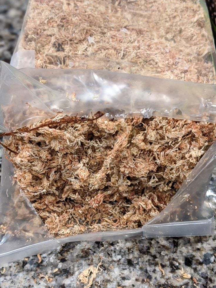 A detailed guide for propagating plant cuttings in sphagnum moss!