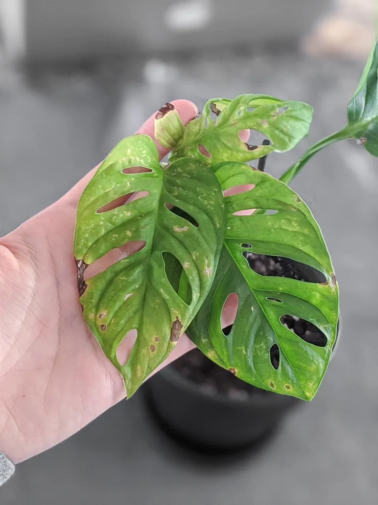 monstera adansonii with suspected thrips