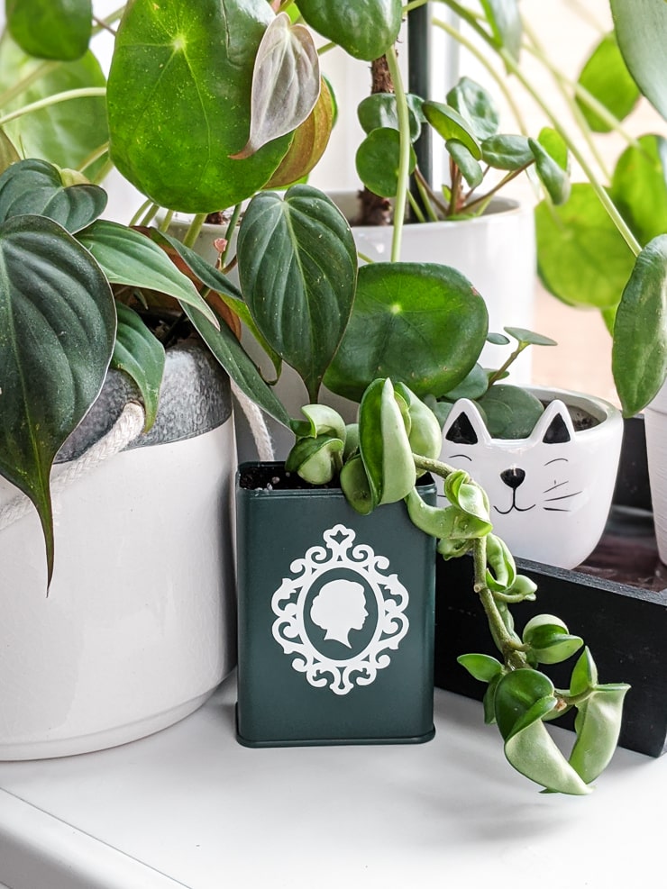 upcycled Old Bay can planter