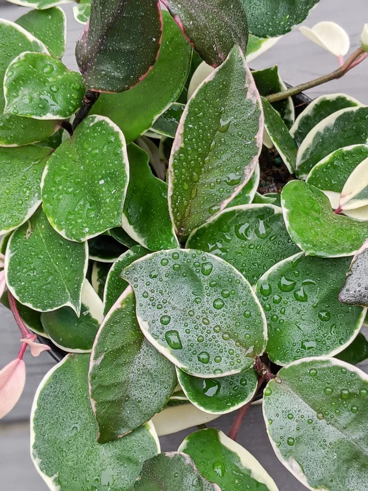hoya krimson queen