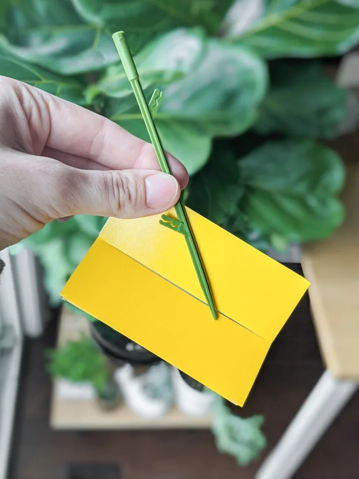 yellow sticky stakes for gnat control