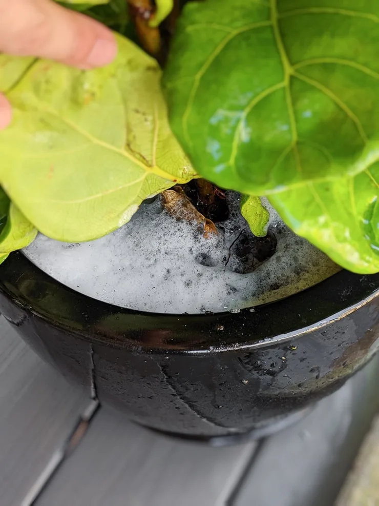 treating houseplant soil with neem oil and soapy water