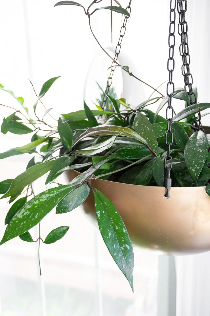 hoya wax plant in hanging planter