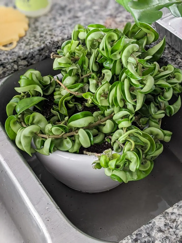 how to get rid of gnats in houseplants