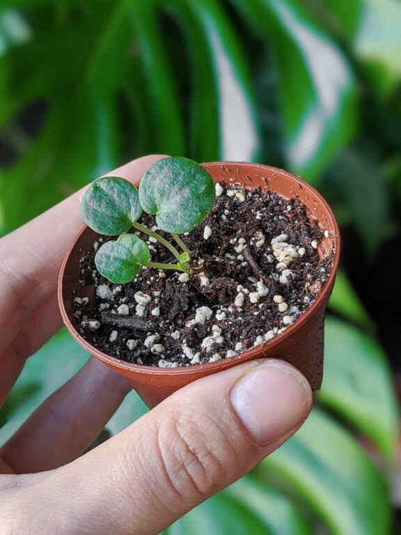 How to Propagate Peperomia 3 Proven Methods I've Tested