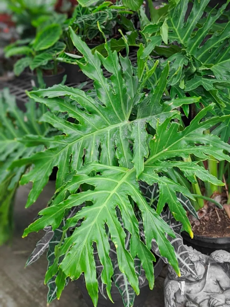 large philodendron selloum leaves