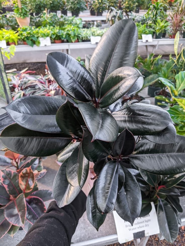 How to care for the glossy, rubber plant, aka ficus elastica