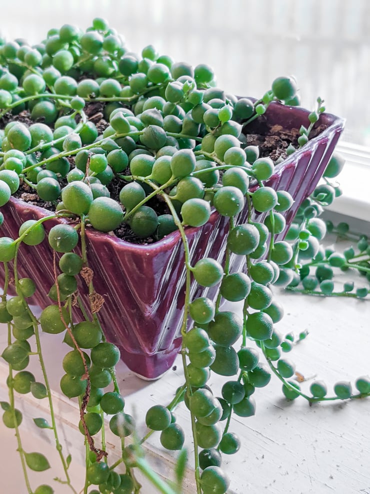 trailing string of pearls plant